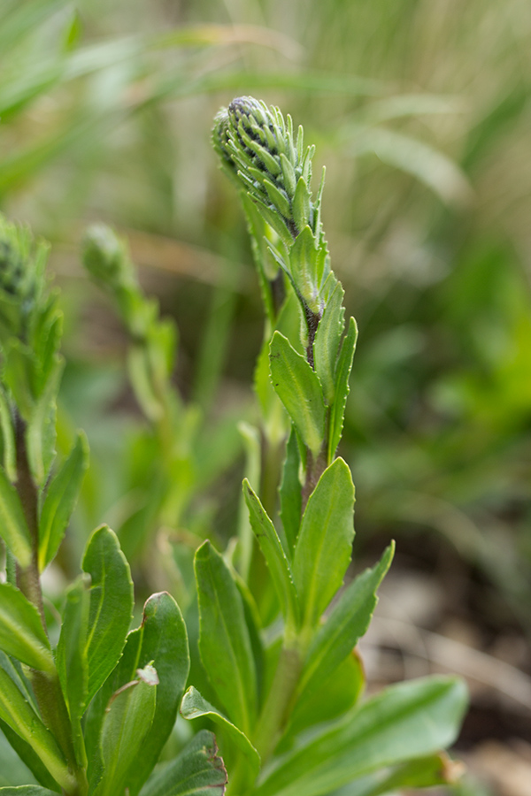 Чехиялық жетілген Вероника Чехиялық жетілген Вероника